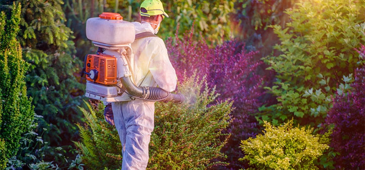 Cheap Pest Control in Middletown