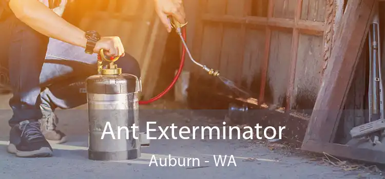 Ant Exterminator Auburn - WA