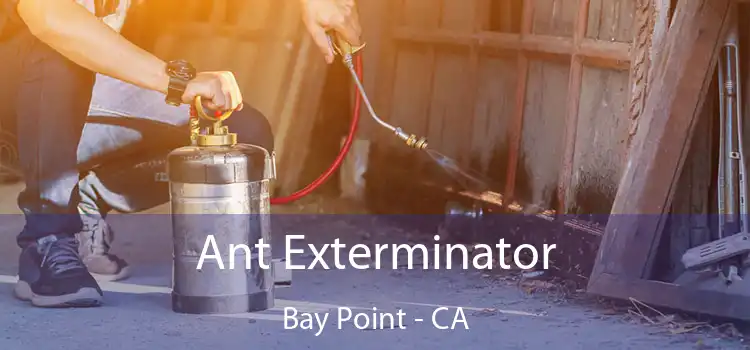 Ant Exterminator Bay Point - CA