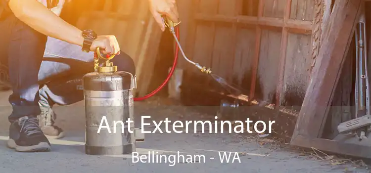 Ant Exterminator Bellingham - WA