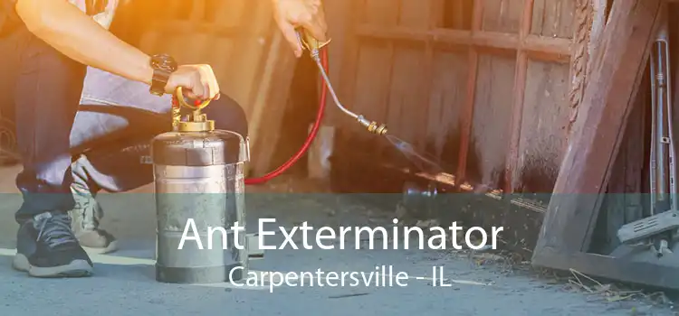 Ant Exterminator Carpentersville - IL