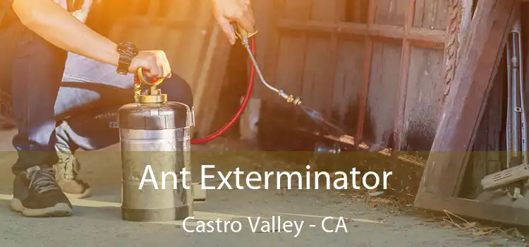  Ant Exterminator Castro Valley - CA