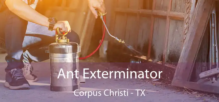  Ant Exterminator Corpus Christi - TX