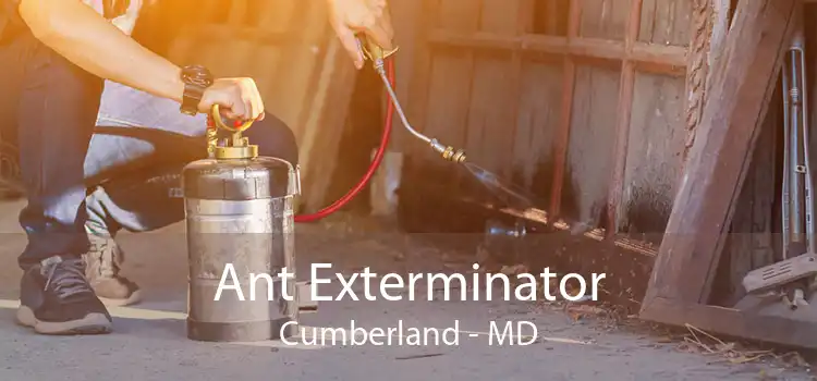 Ant Exterminator Cumberland - MD