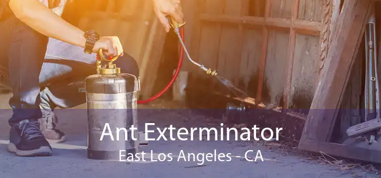 Ant Exterminator East Los Angeles - CA