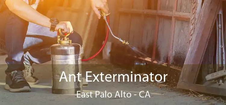  Ant Exterminator East Palo Alto - CA