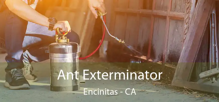  Ant Exterminator Encinitas - CA