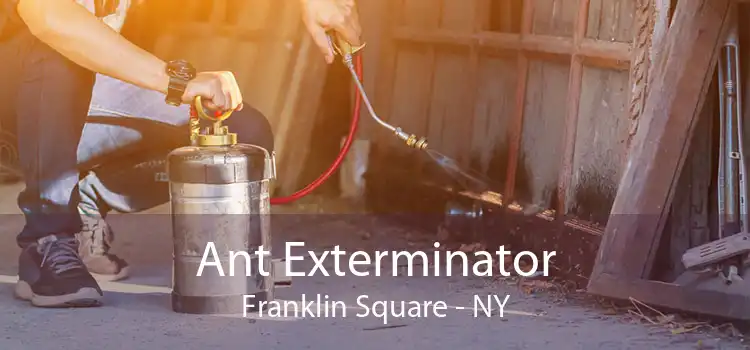 Ant Exterminator Franklin Square - NY