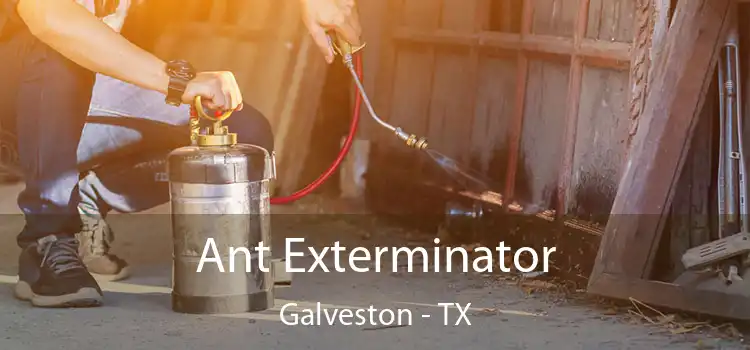  Ant Exterminator Galveston - TX