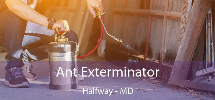  Ant Exterminator Halfway - MD
