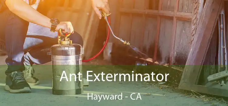  Ant Exterminator Hayward - CA