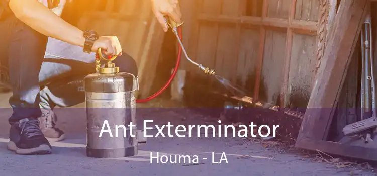 Ant Exterminator Houma - LA