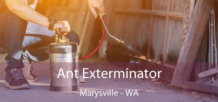 Ant Exterminator Marysville - WA