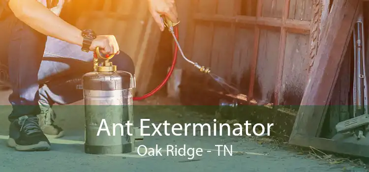 Ant Exterminator Oak Ridge - TN