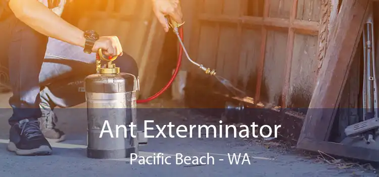 Ant Exterminator Pacific Beach - WA