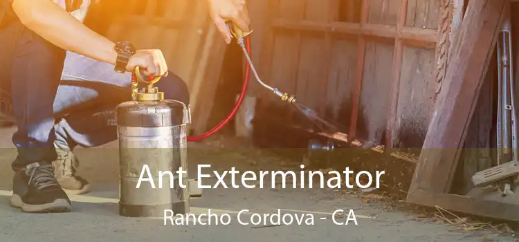  Ant Exterminator Rancho Cordova - CA