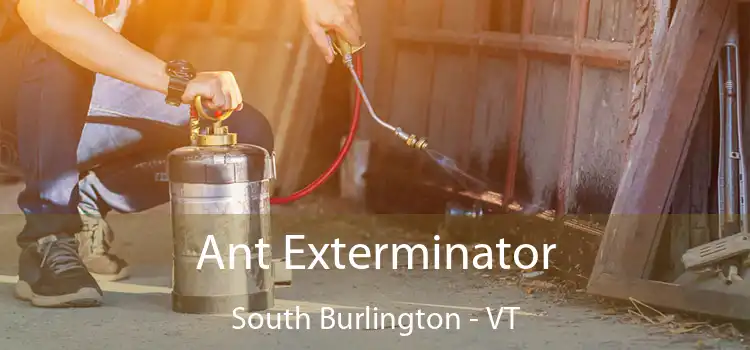  Ant Exterminator South Burlington - VT