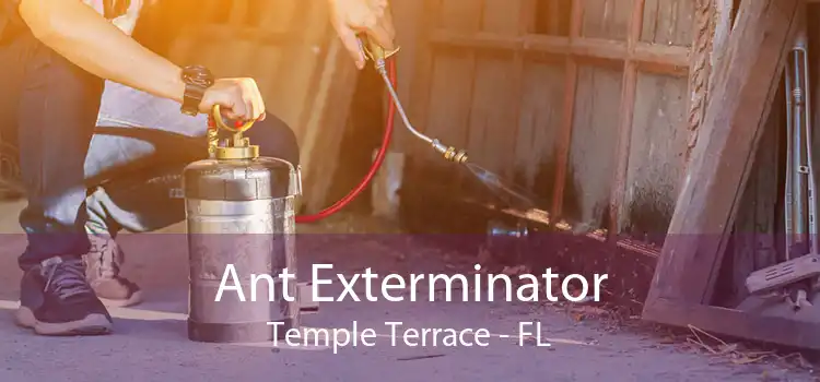 Ant Exterminator Temple Terrace - FL