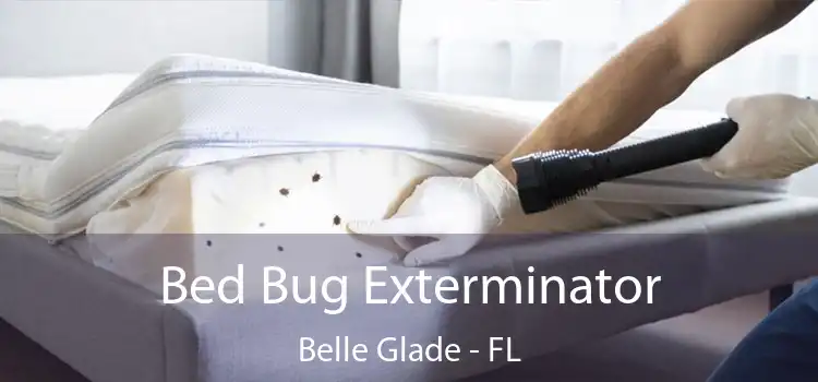 Bed Bug Exterminator Belle Glade - FL