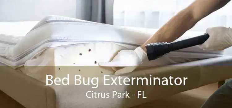 Bed Bug Exterminator Citrus Park - FL