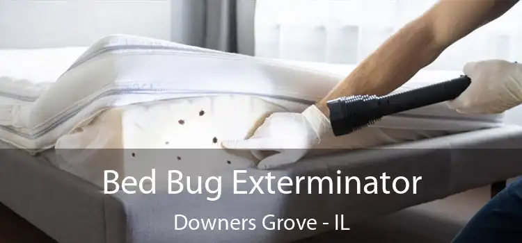  Bed Bug Exterminator Downers Grove - IL