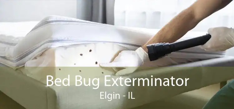 Bed Bug Exterminator Elgin - IL