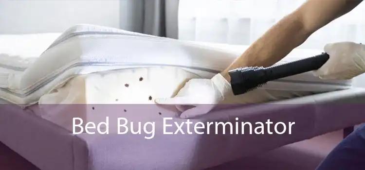 Bed Bug Exterminator 