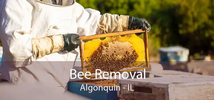 Bee Removal Algonquin - IL