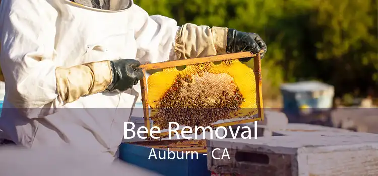 Bee Removal Auburn - CA
