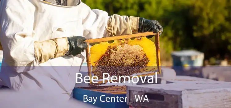 Bee Removal Bay Center - WA