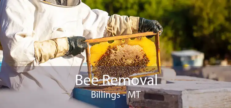 Bee Removal Billings - MT