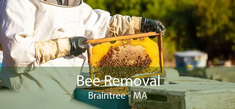 Bee Removal Braintree - MA