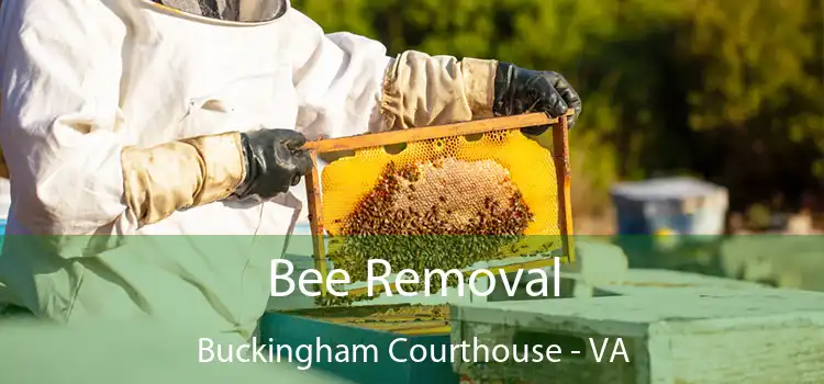  Bee Removal Buckingham Courthouse - VA