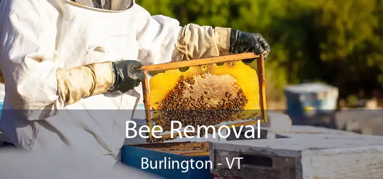  Bee Removal Burlington - VT