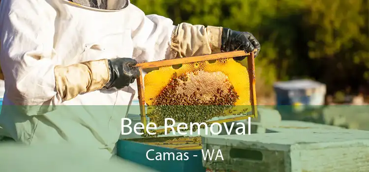 Bee Removal Camas - WA