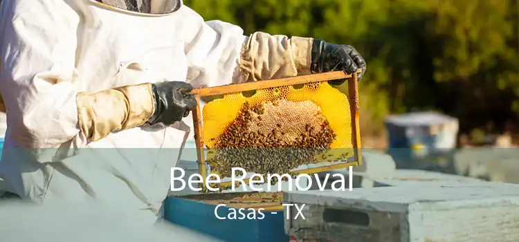 Bee Removal Casas - TX