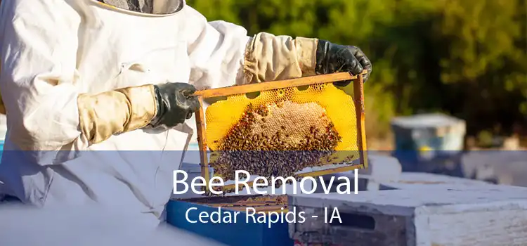Bee Removal Cedar Rapids - IA