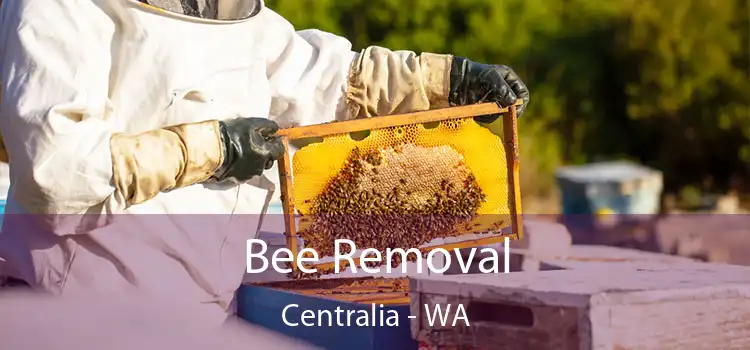 Bee Removal Centralia - WA