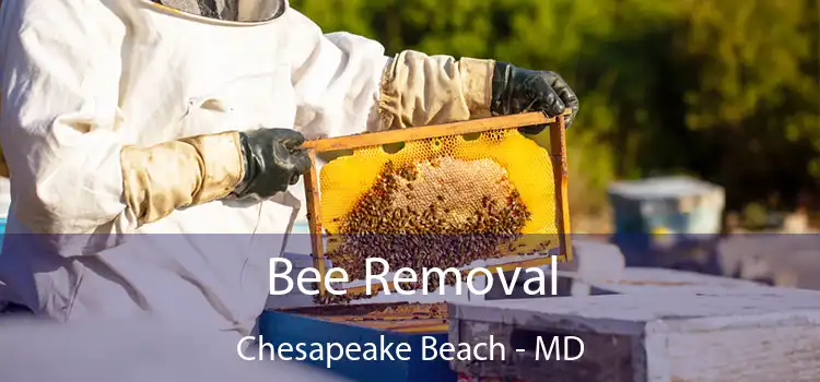  Bee Removal Chesapeake Beach - MD