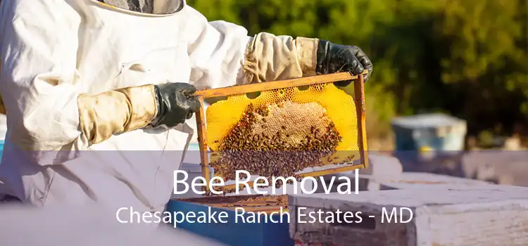 Bee Removal Chesapeake Ranch Estates - MD
