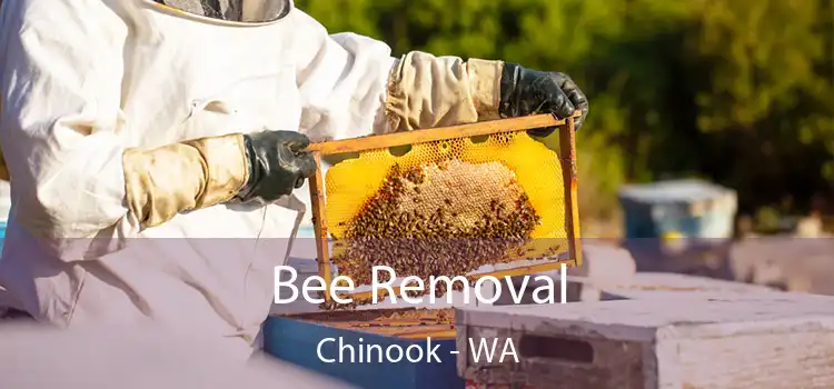 Bee Removal Chinook - WA