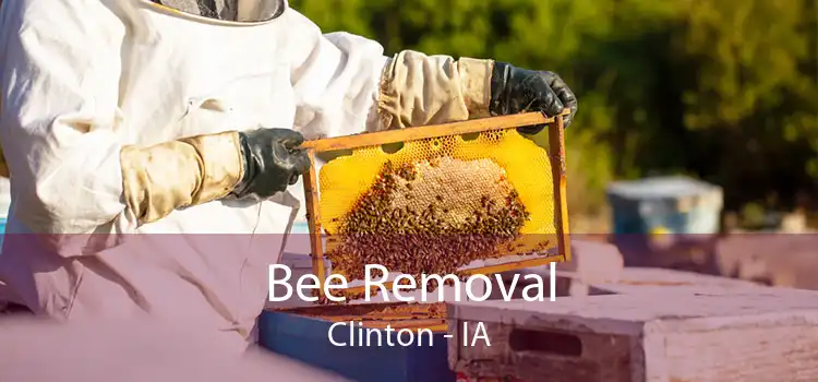 Bee Removal Clinton - IA