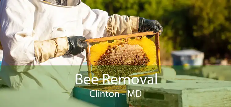 Bee Removal Clinton - MD