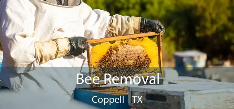  Bee Removal Coppell - TX