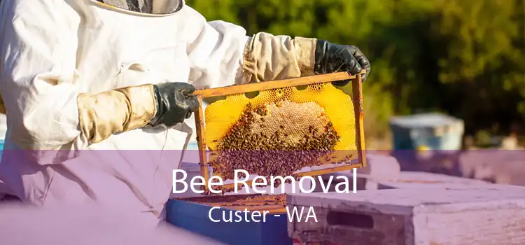 Bee Removal Custer - WA