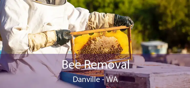  Bee Removal Danville - WA