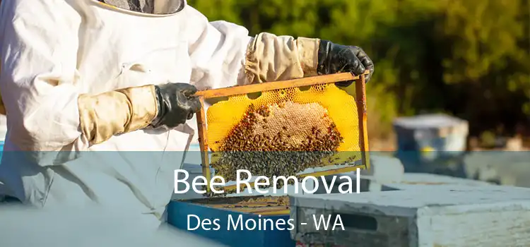 Bee Removal Des Moines - WA