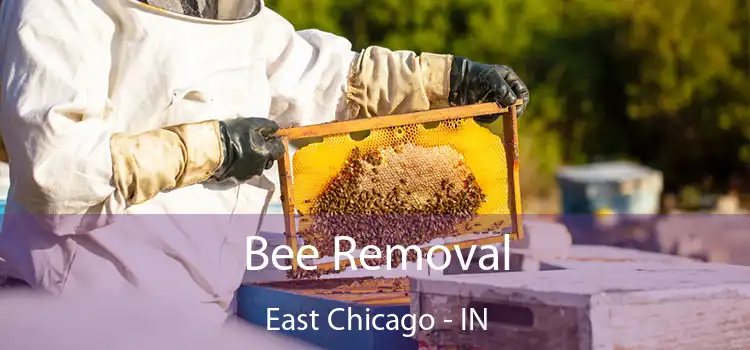  Bee Removal East Chicago - IN
