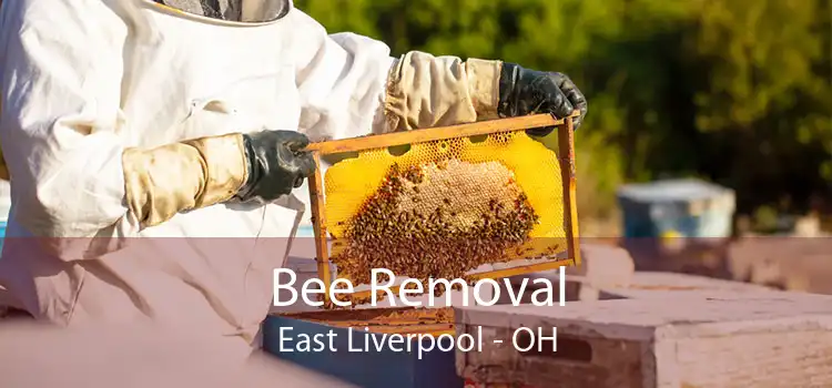 Bee Removal East Liverpool - OH