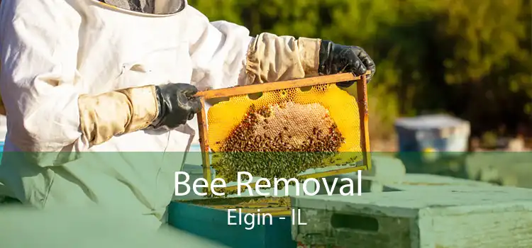Bee Removal Elgin - IL